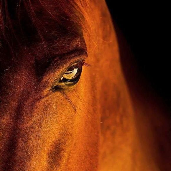 Meet your Posher, Julie - Picture 1 of 1